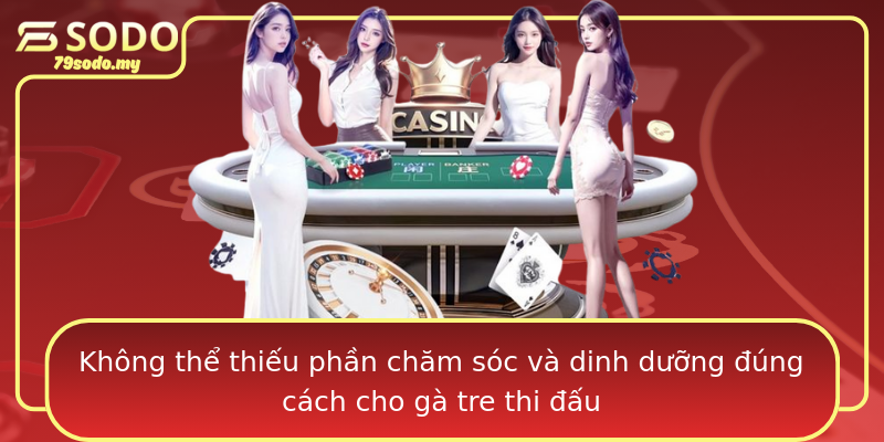 Không thể thiếu phần chăm sóc và dinh dưỡng đúng cách cho gà tre thi đấu Không thể thiếu phần chăm sóc và dinh dưỡng đúng cách cho gà tre thi đấu
